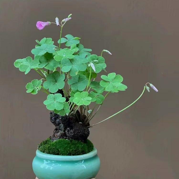 出句：我自成风景（雪浪）