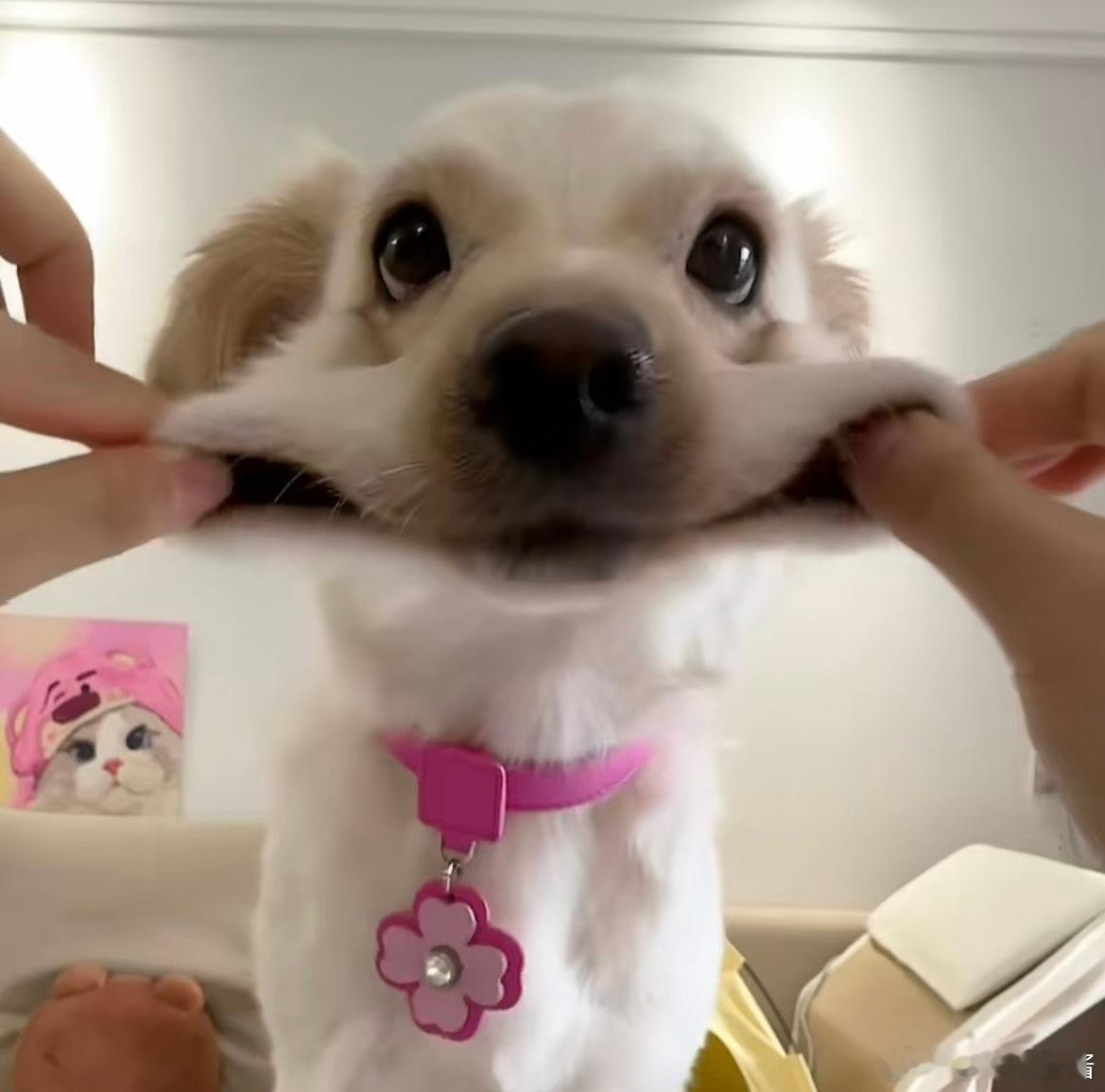 这个修狗好适合做头像哦😯 