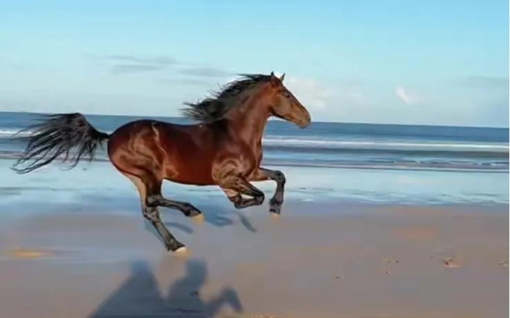 海风吹拂，骏马踏浪行。