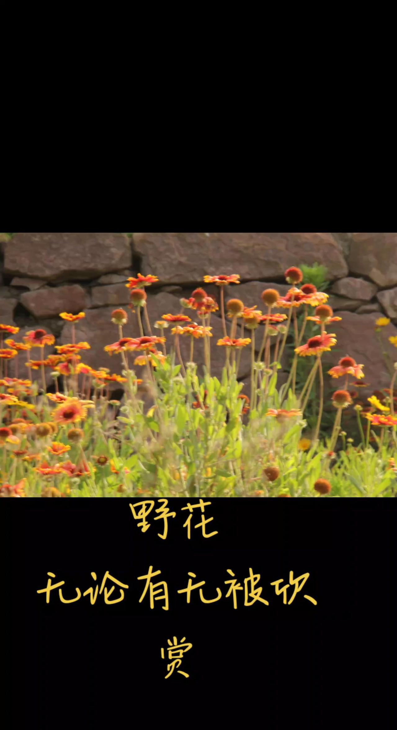 路边的野花