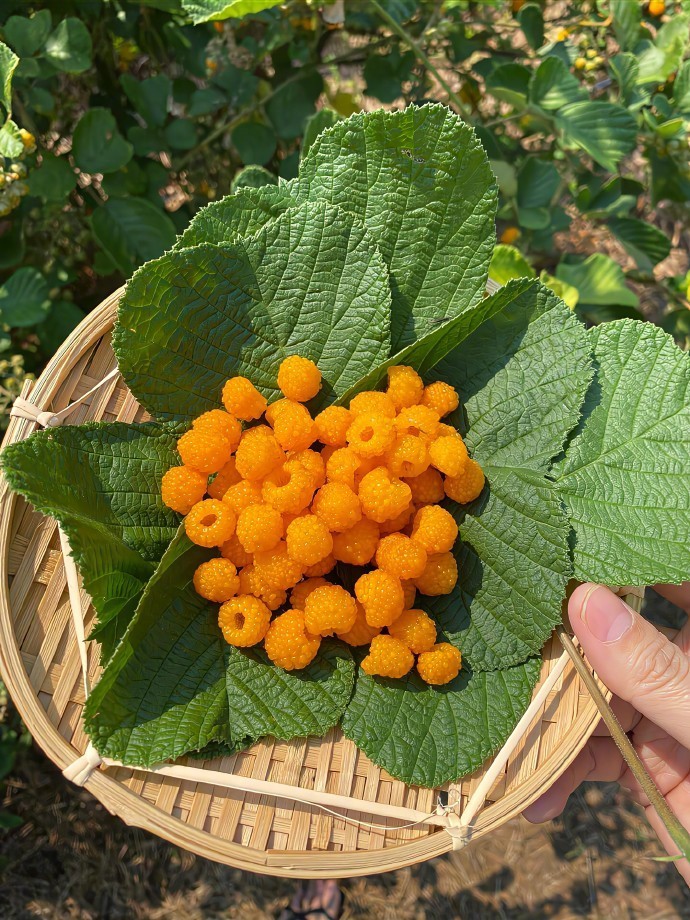 夏日的乡村,藏着平淡生活里的岁月静好。 