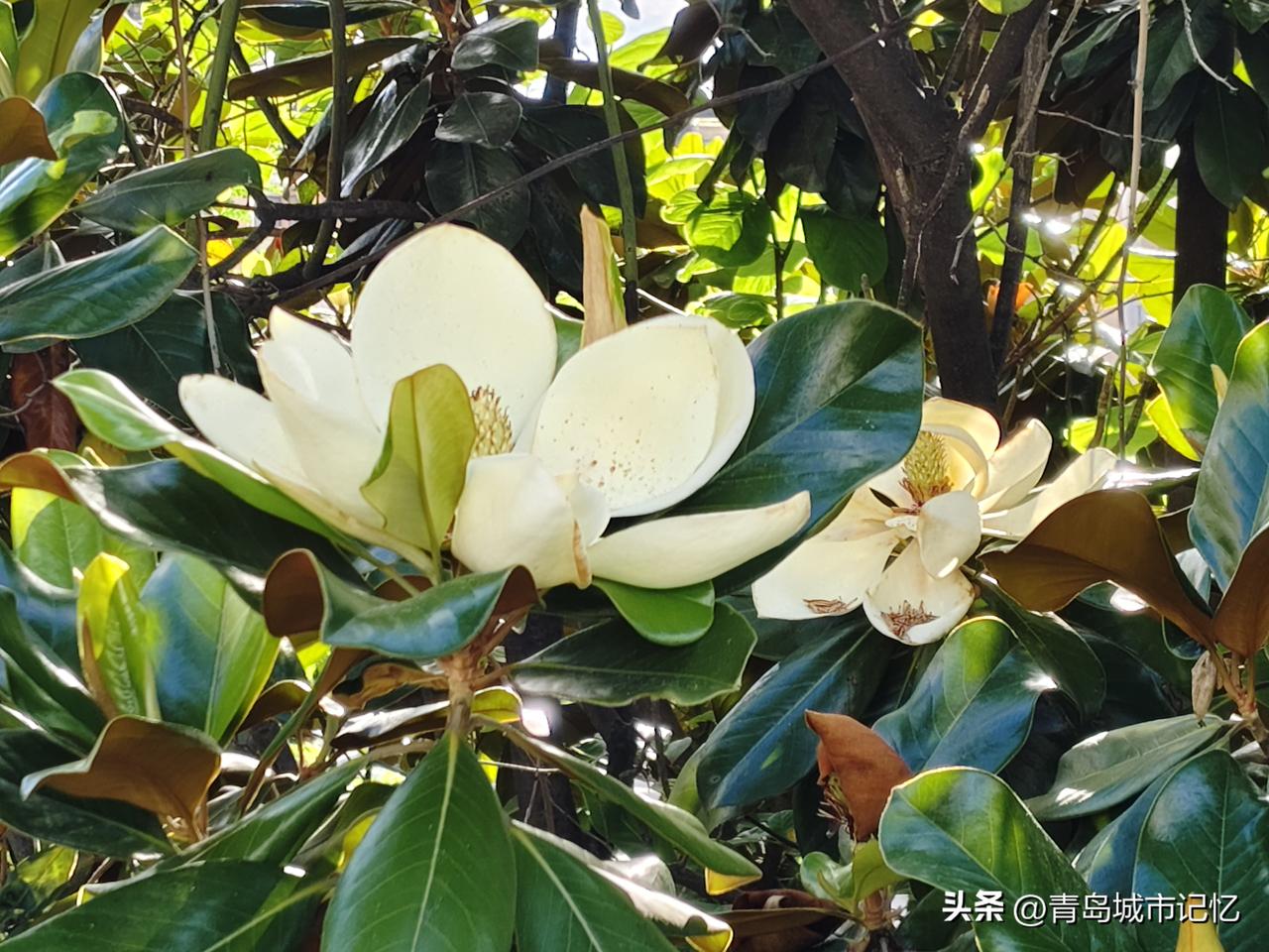 一棵大树开花了，知道这是什么花吗？早起外出，在路边看到小区里一棵树上开花了，带有