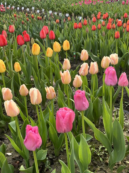 郁金香花海抢先看🌷