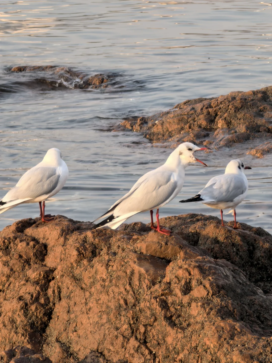 12.5咱就说青岛这个季节是不是可以叫鸟岛