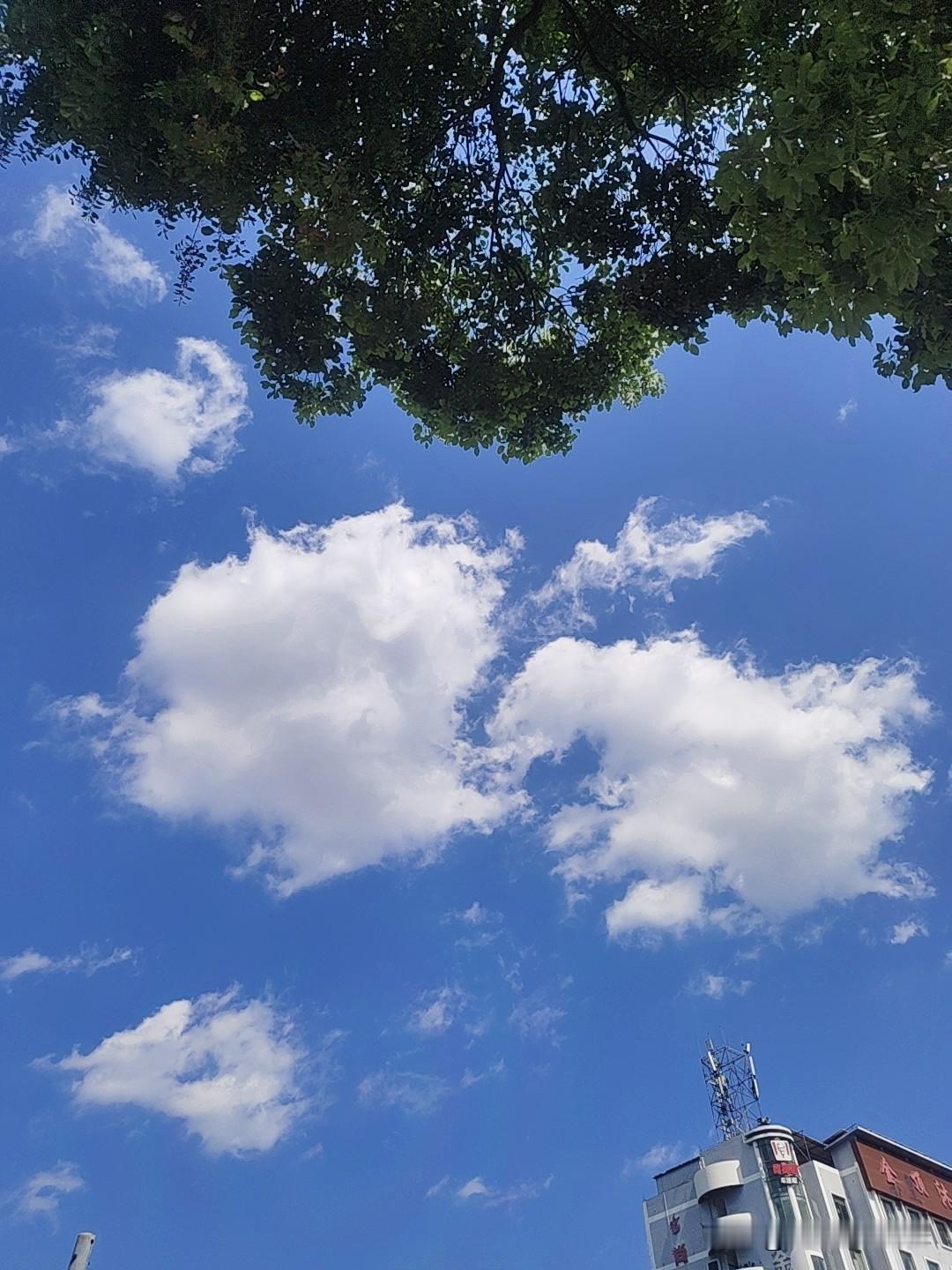 天上云看着舒服，出门才懂体感40度有多煎熬
下午两点半，站在迎宾大道和茶园路的十