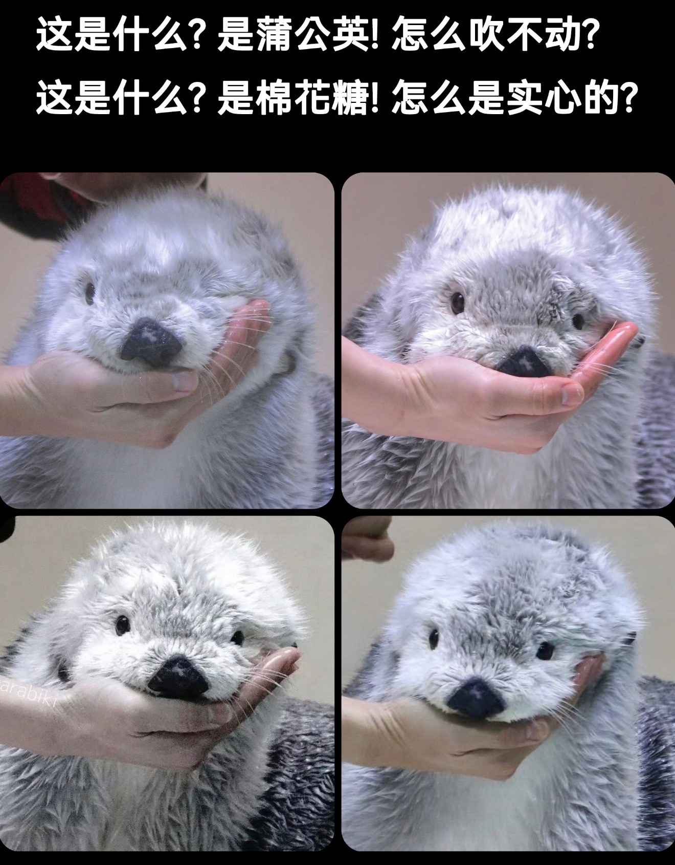 完全文文呀，文文小水獭🦦 