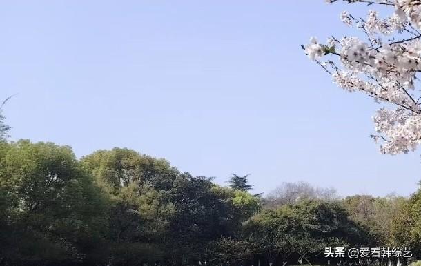 今年春天最想实现的心愿晴空铺得浅蓝透亮，樱枝斜挑着白瓣探进画面，底下林丛裹满春的