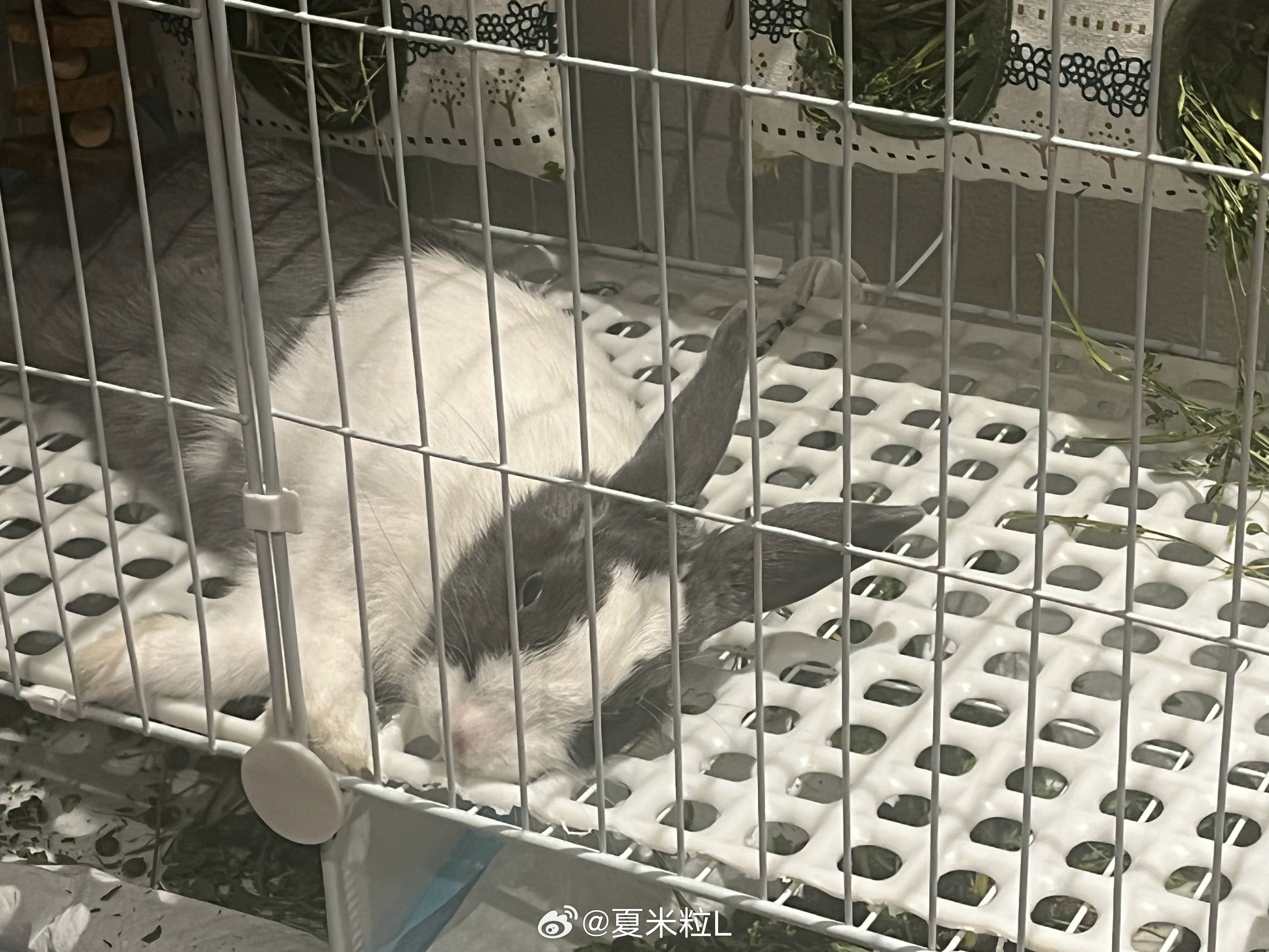 好羡慕的松弛状态[熊猫] ​​​
