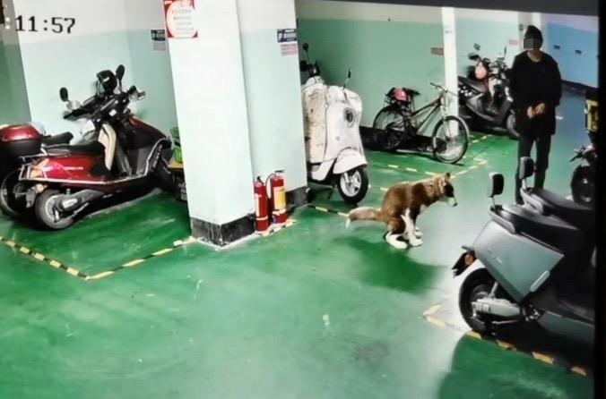 【玉林某小区车库男子放狗拉屎不清理】

11月17日，网友爆料称：