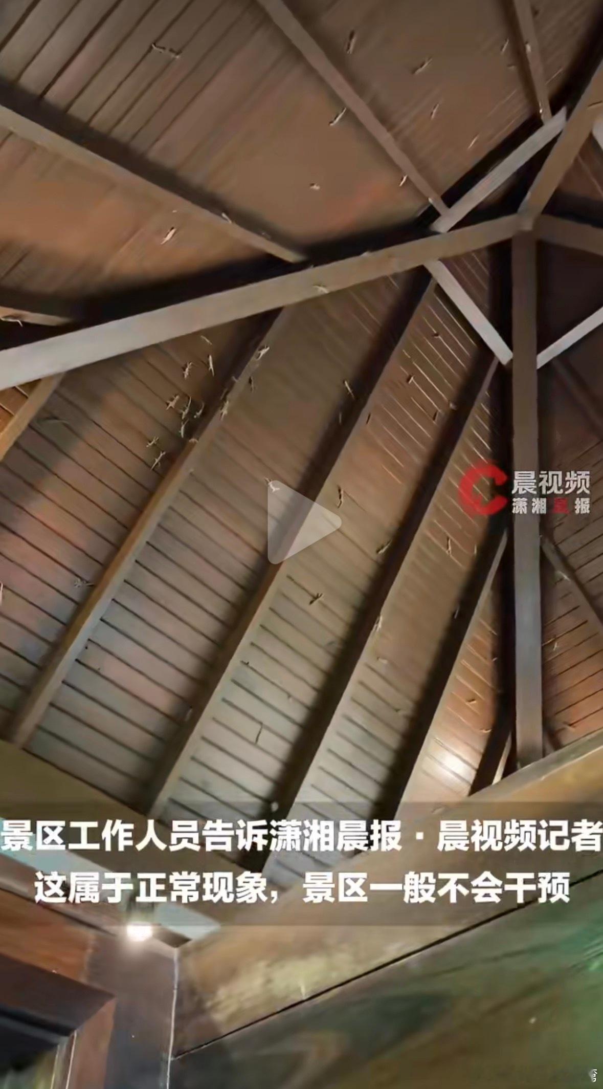 女子在景区上厕所被满墙壁虎围观密恐看的头皮发麻，话说那这个厕所是不是就没有蚊子了