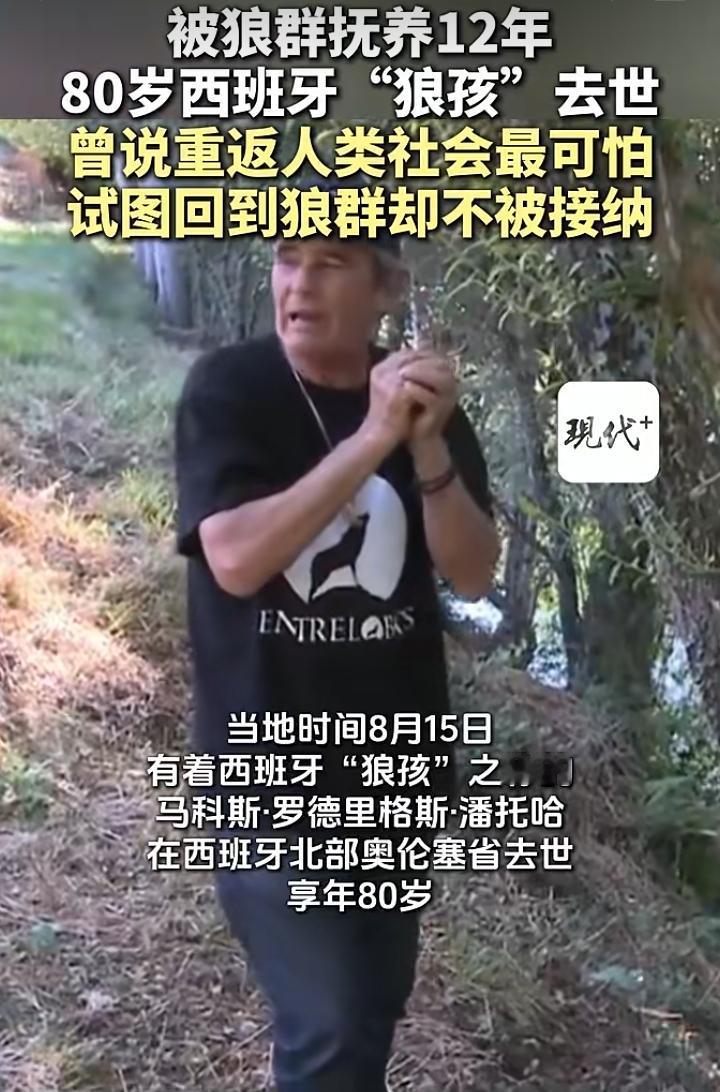 西班牙“狼孩”离世，一生困在荒野与人间夹缝
 
当地时间8月15日，有着西班牙狼