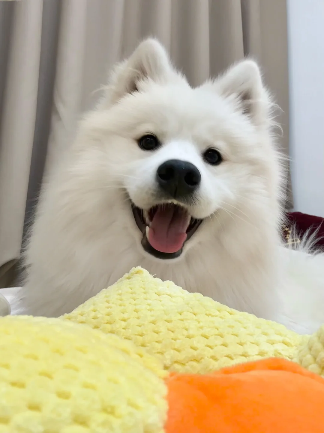 大家都会让小狗有自己的孩子吗