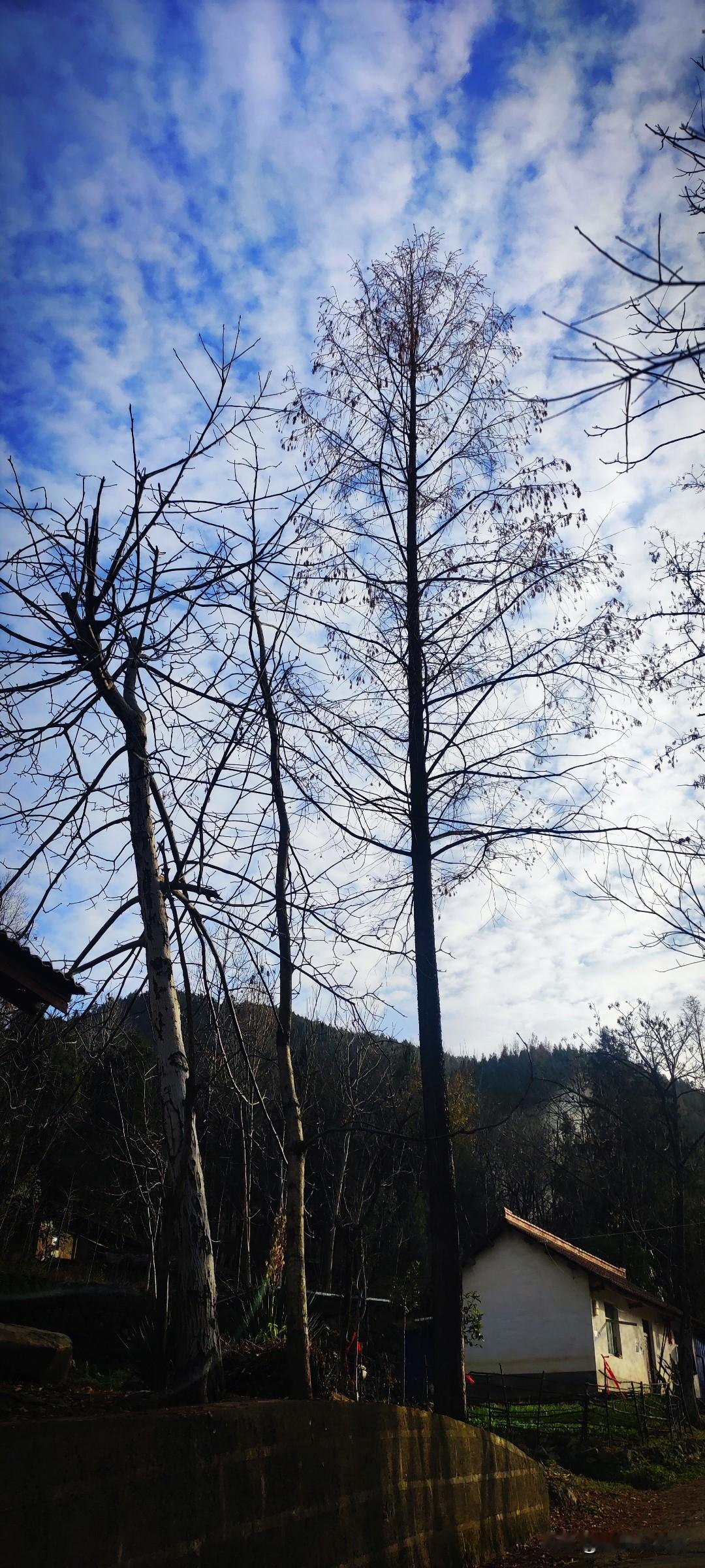 冬日生活随拍冬日的乡村是静谧的，即使日光普照的时候，也不见半点儿动静。如果愿意靠