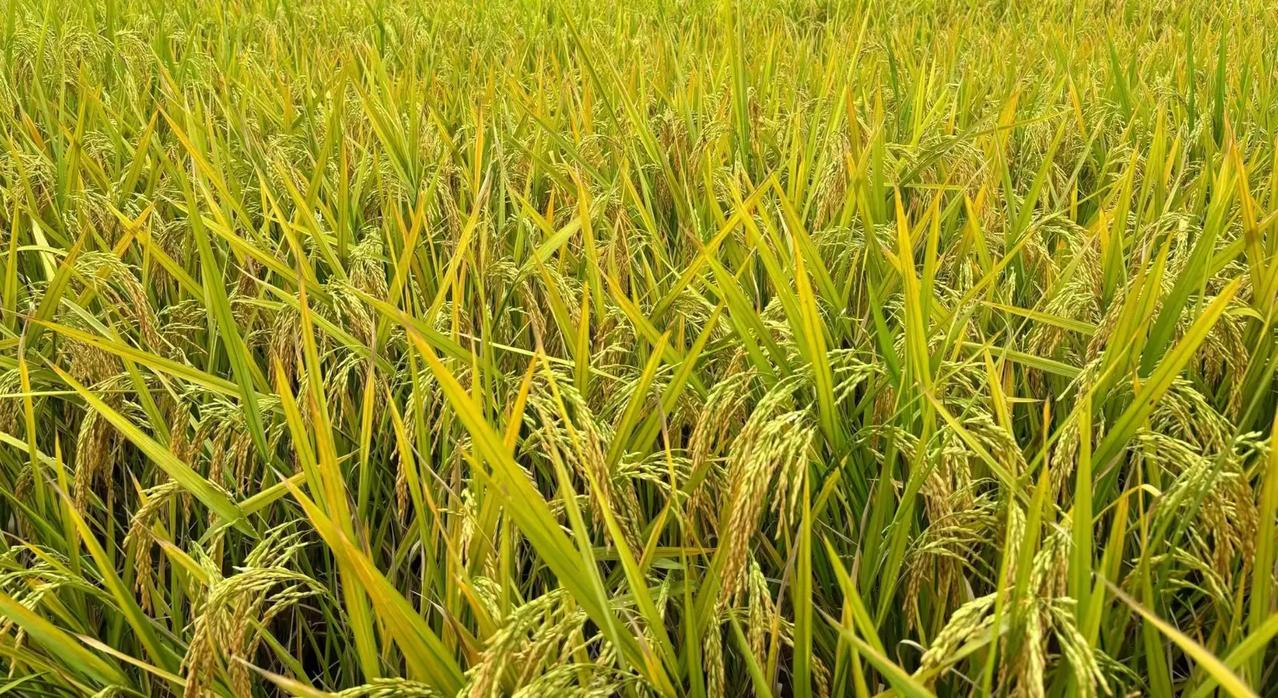 冬日生活打卡季冬天来了，景色依然很美丽，冬日暖阳。