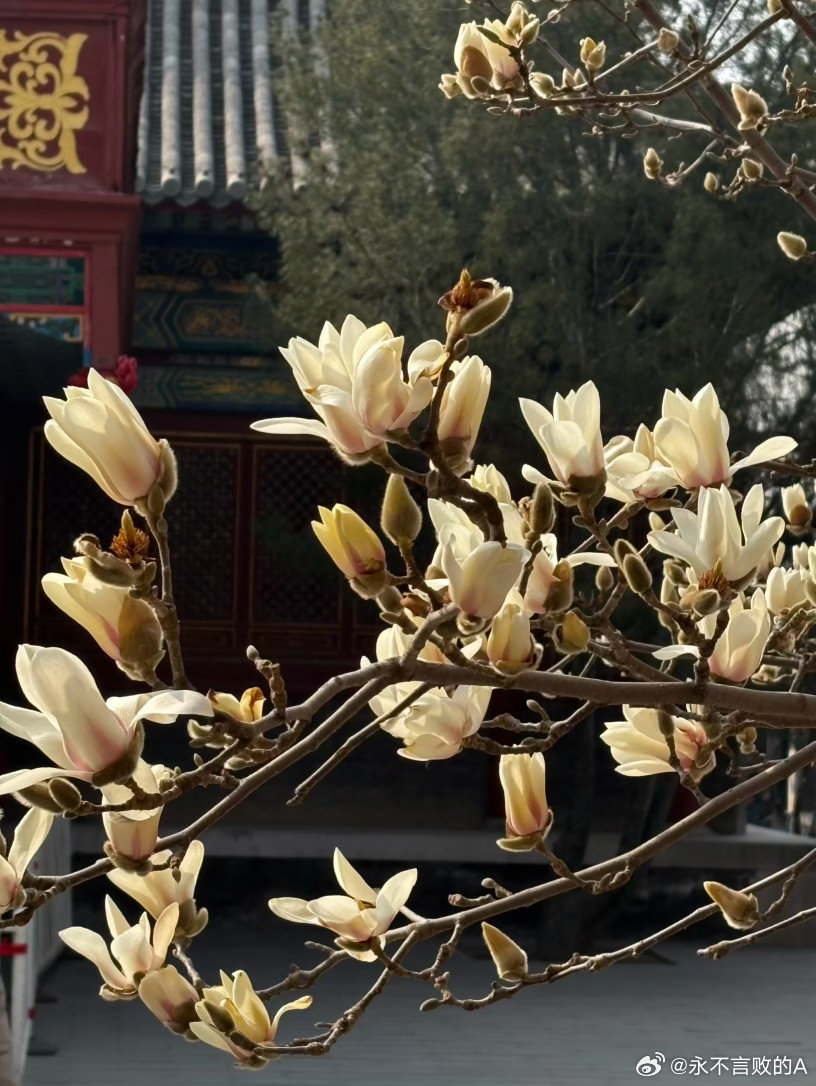 大观园玉兰初绽 摄影