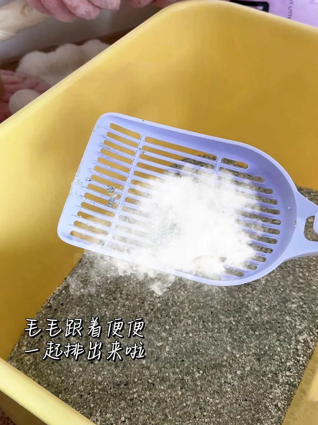 谁懂啊！咱家长毛猫排毛真的离不开它😭