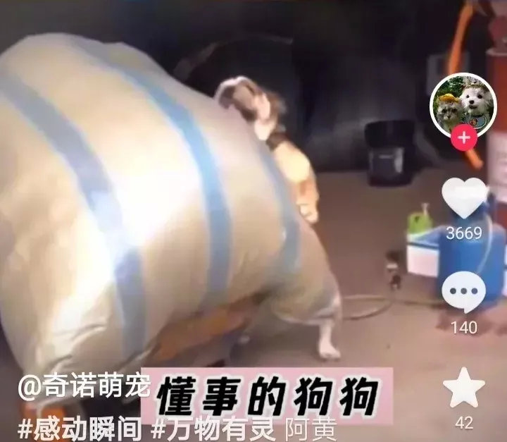 阿黄是一只被主人从狗贩子手中解救出来的狗狗，它非常珍惜现在的幸福生活，每次主人干