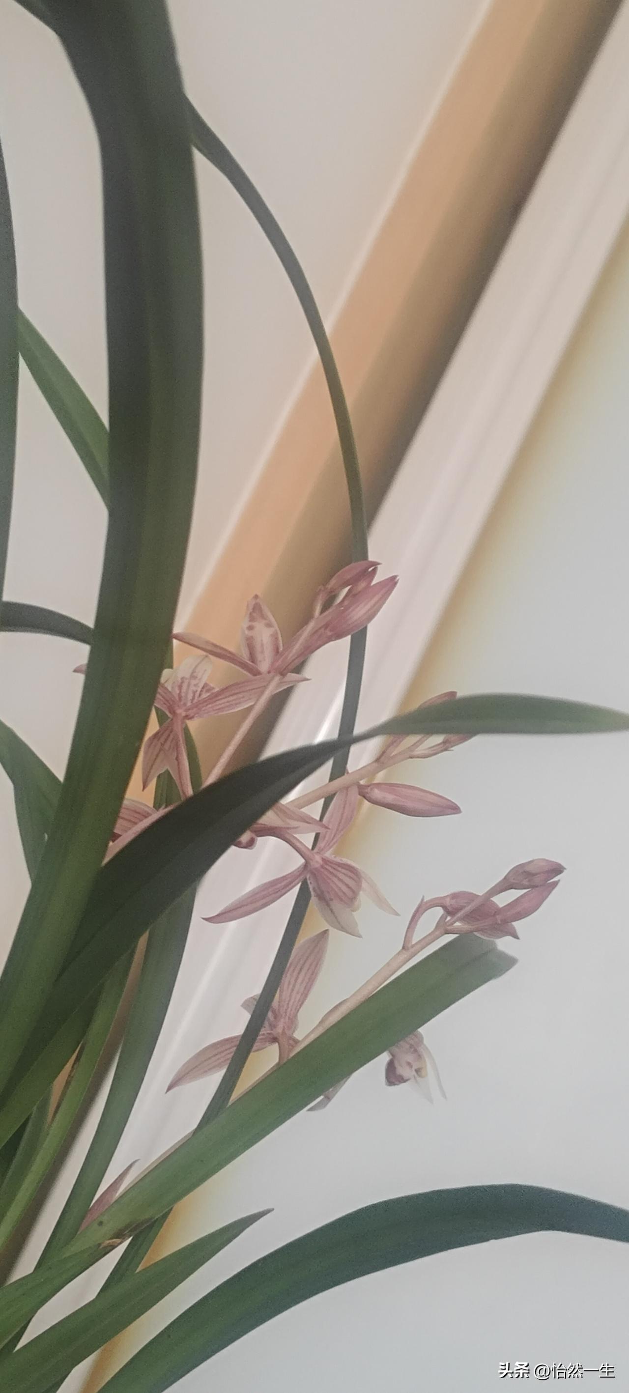 今天吃喜面，亲朋好友聚在一起，在饭桌上婆婆夸小姑子家孩子，这是必备节目，婶子说：