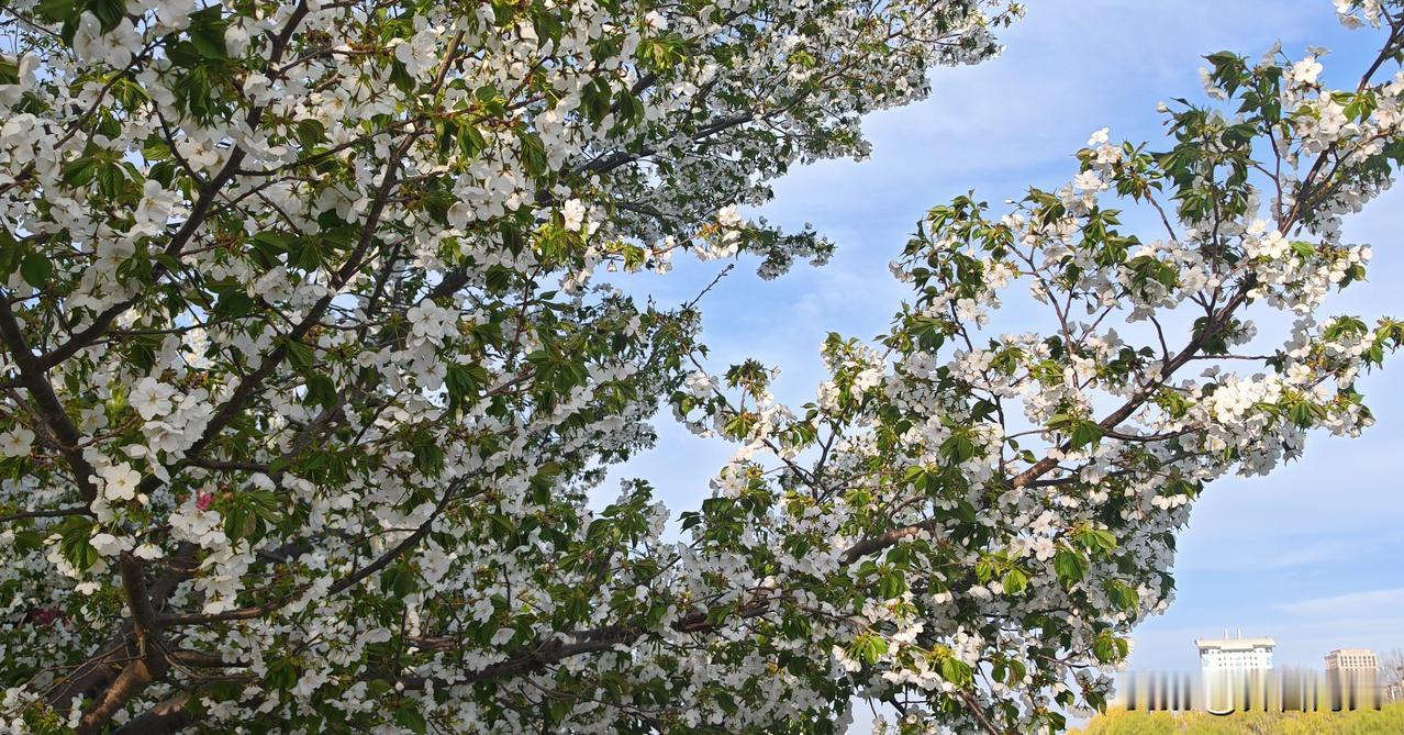 玉树生幽谷，清名冠东瀛。
素心浑不染，万古一芳馨。