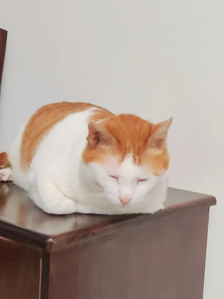 慵懒猫咪趴在桌子上。，享受阳光的午后时光🌞🐱