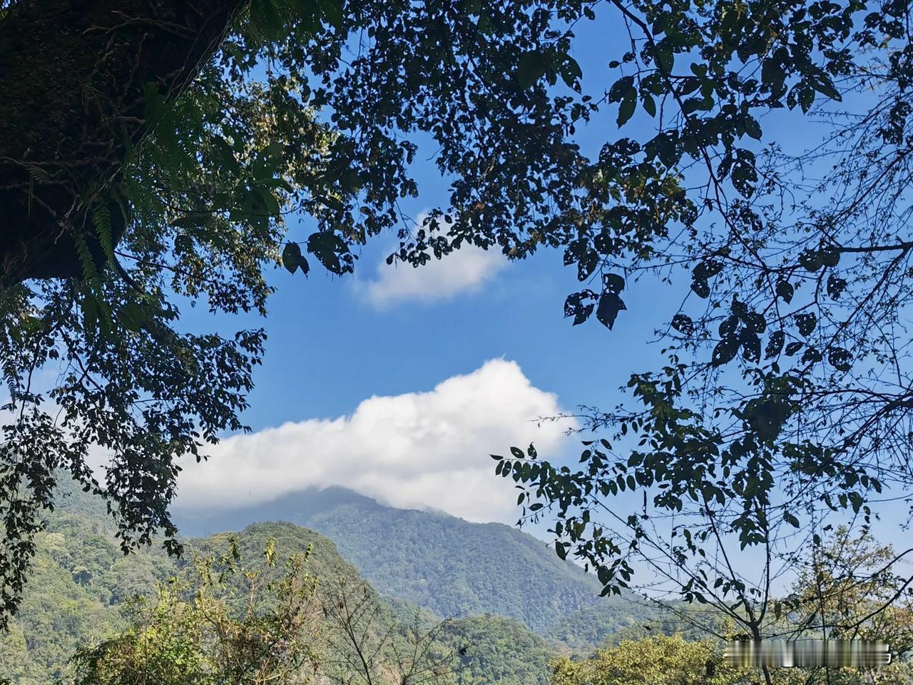 《水调歌头·再上高黎贡山》
 
寒岁四重访，冬樱绽如燃。再临高黎贡麓，情起意绵缠