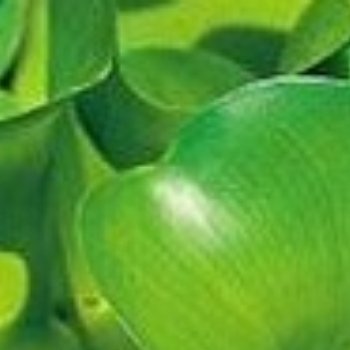 水葫芦怎么种植1、种子种植水葫芦可以用种子来种植，需要使用颗粒饱满并且有光泽的种