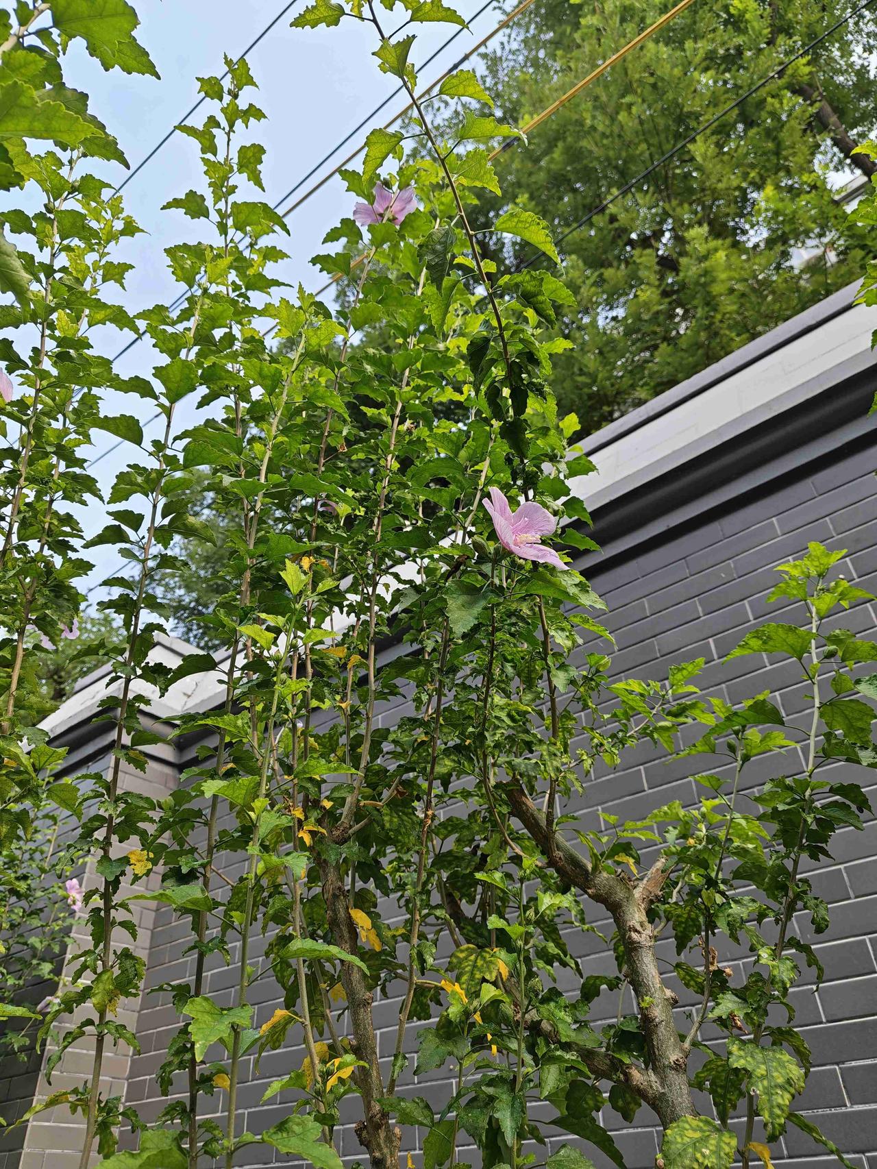 我的今日状态：😁轻松愉快
我这里的天气：☀️晴天