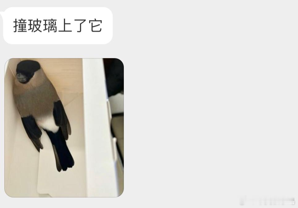 #撞玻璃的鸟# 撞玻璃的【红腹灰雀】在纸盒休息会可以放飞～ ​​​