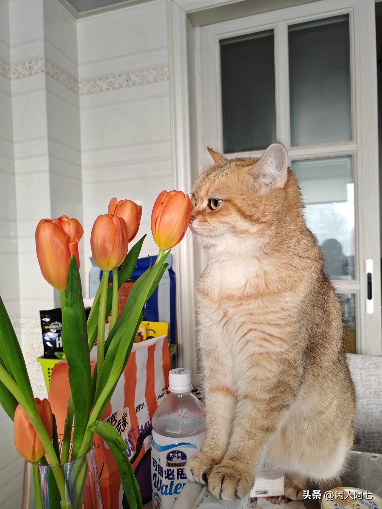 闻香识春天，小猫咪也懂浪漫🥰