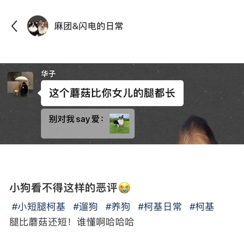 小狗看不得这样的恶评…短腿也很可爱的好吧[doge] ​​​