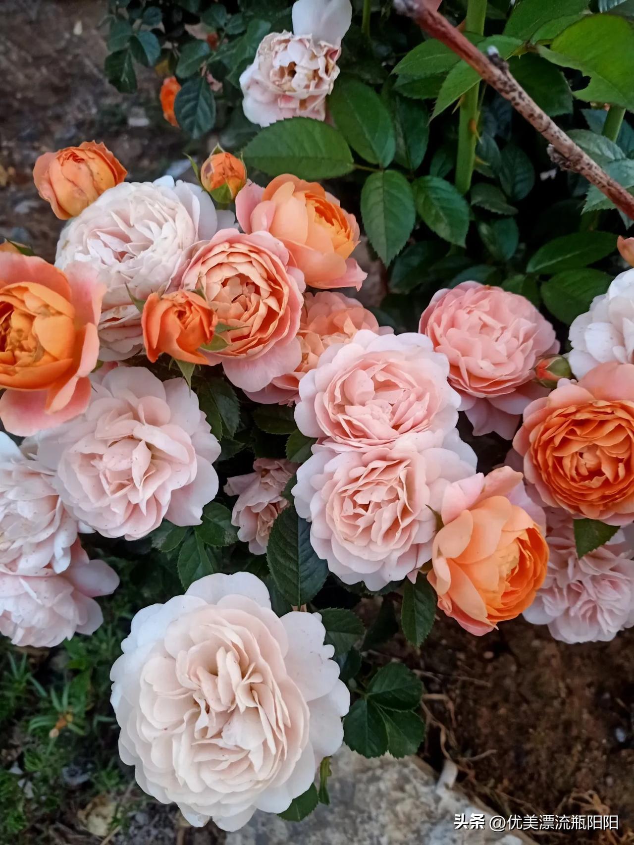 简单的生活即是福，随心所欲即自在。
如果你把自己哄得开开心心，才是生活的意义呀！
