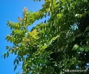 只能外用”的药酒被他一口闷，抢救5天才脱险！律师：赠送者或需承担赔偿责任

一杯