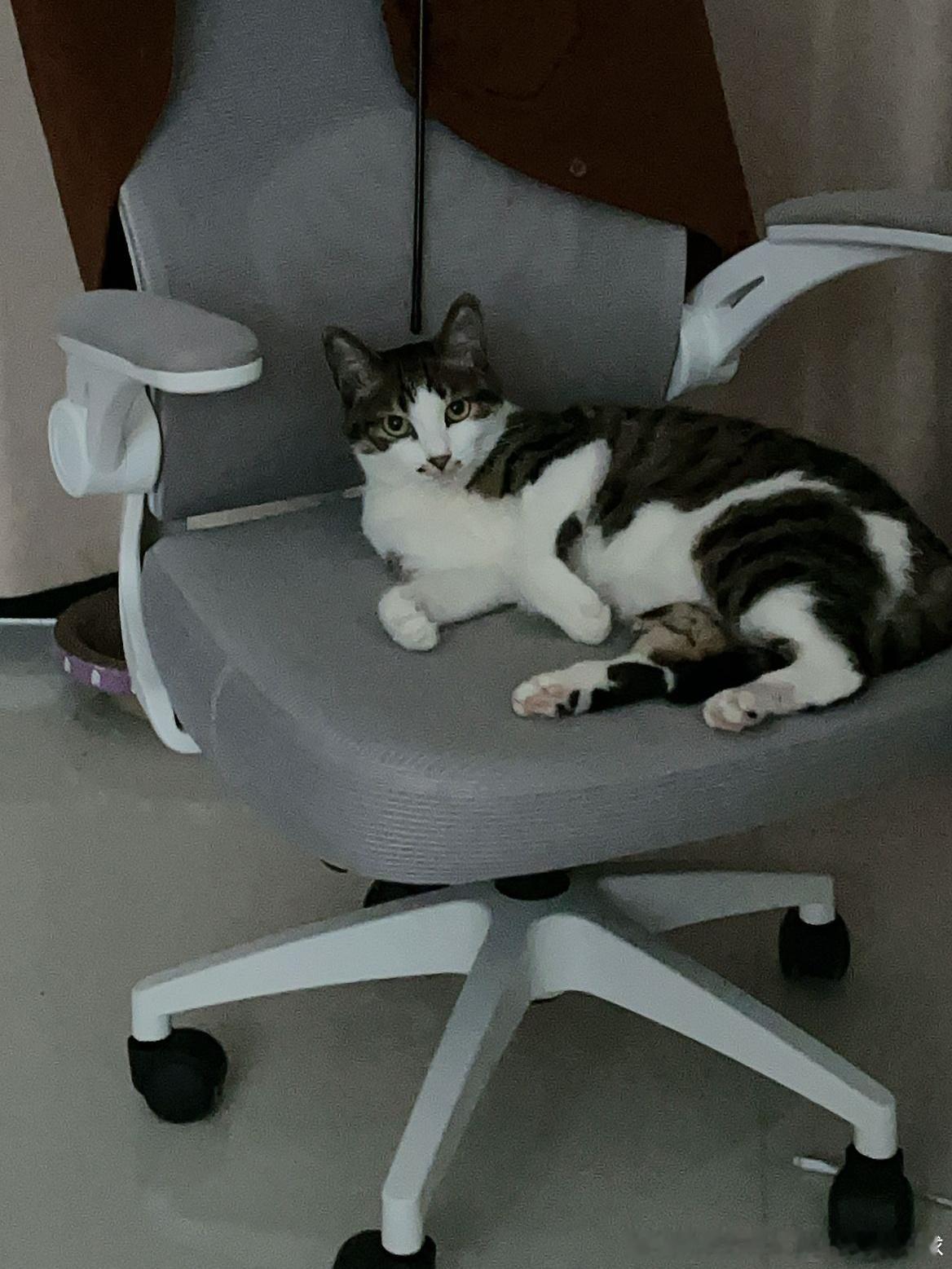猫  猫猫  猫 