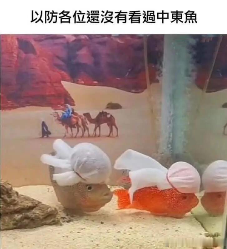 头顶一块布，连鱼都变富。 