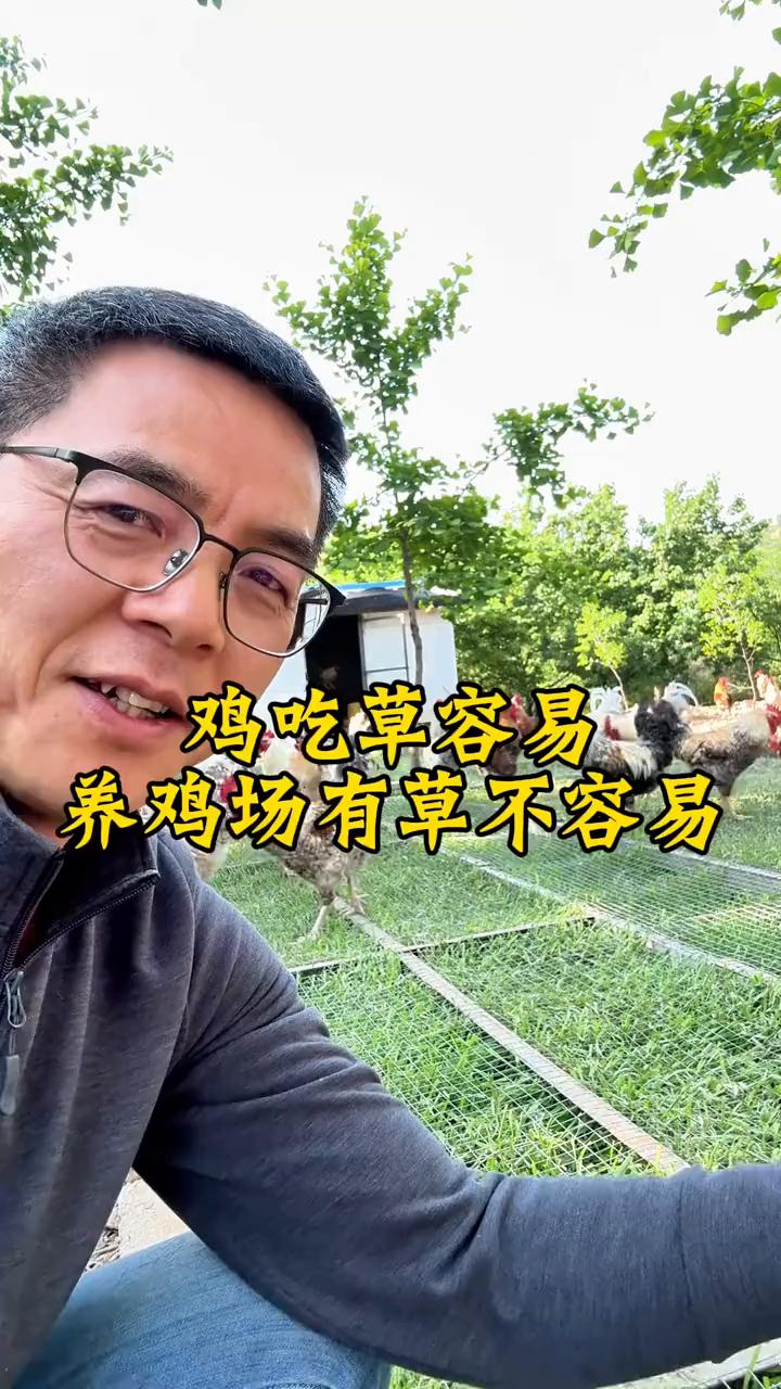 鸡吃草容易。
养鸡场终于有草了，不容易。这下边种的是黑麦草，上面整了一层网，最根