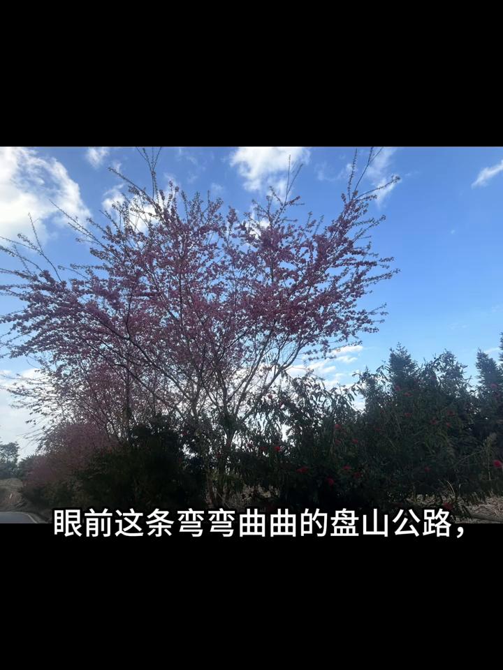 云南元阳樱花隧道。
如果你正在规划一场说走就走的自驾，不妨来这条通往元阳哈尼梯田