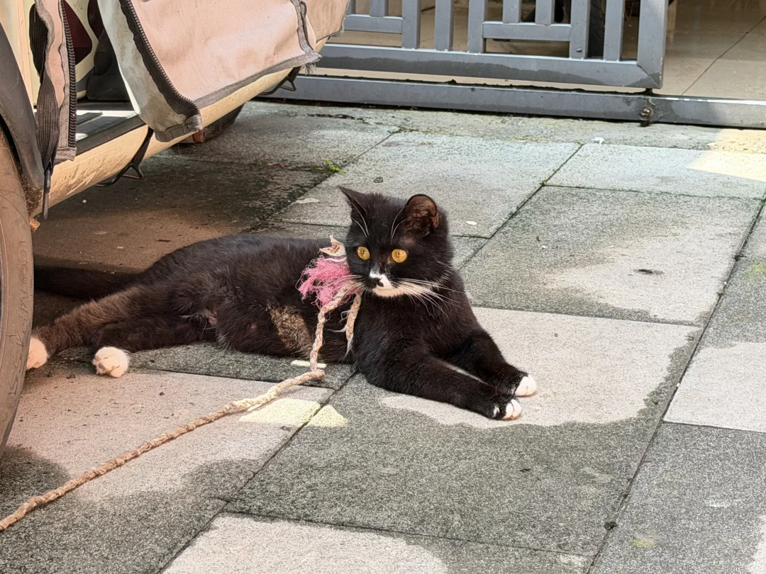 大足黏人又温顺的奶牛猫咪 找领养