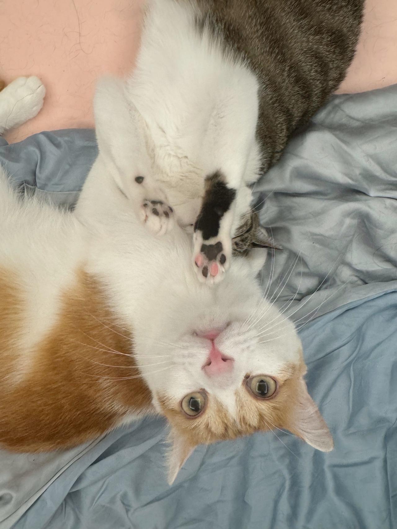 爱宝因强行给好妹舔毛挨打了，认错猫？