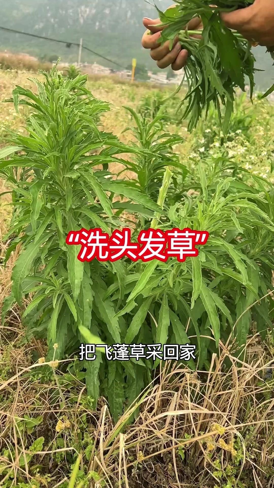 飞蓬草能这样用？小时候最烦头发干枯打结，怎么梳都梳不开，原来老一辈早就有妙招！这