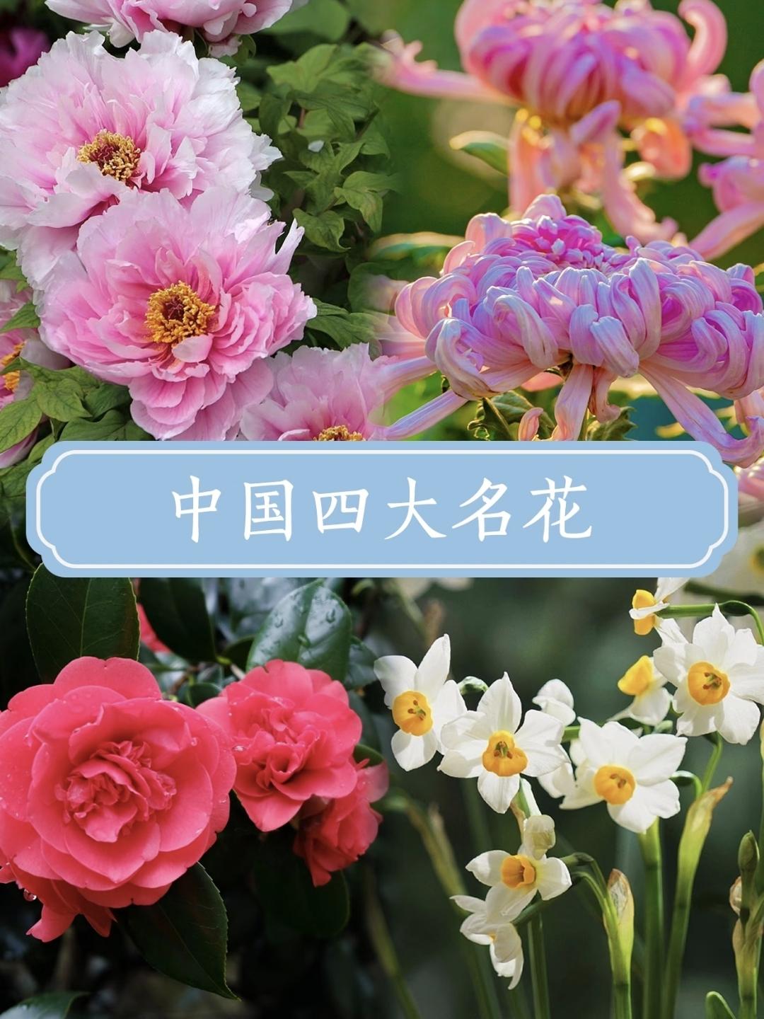 中国四大名花:带孩子一起来认识吧~