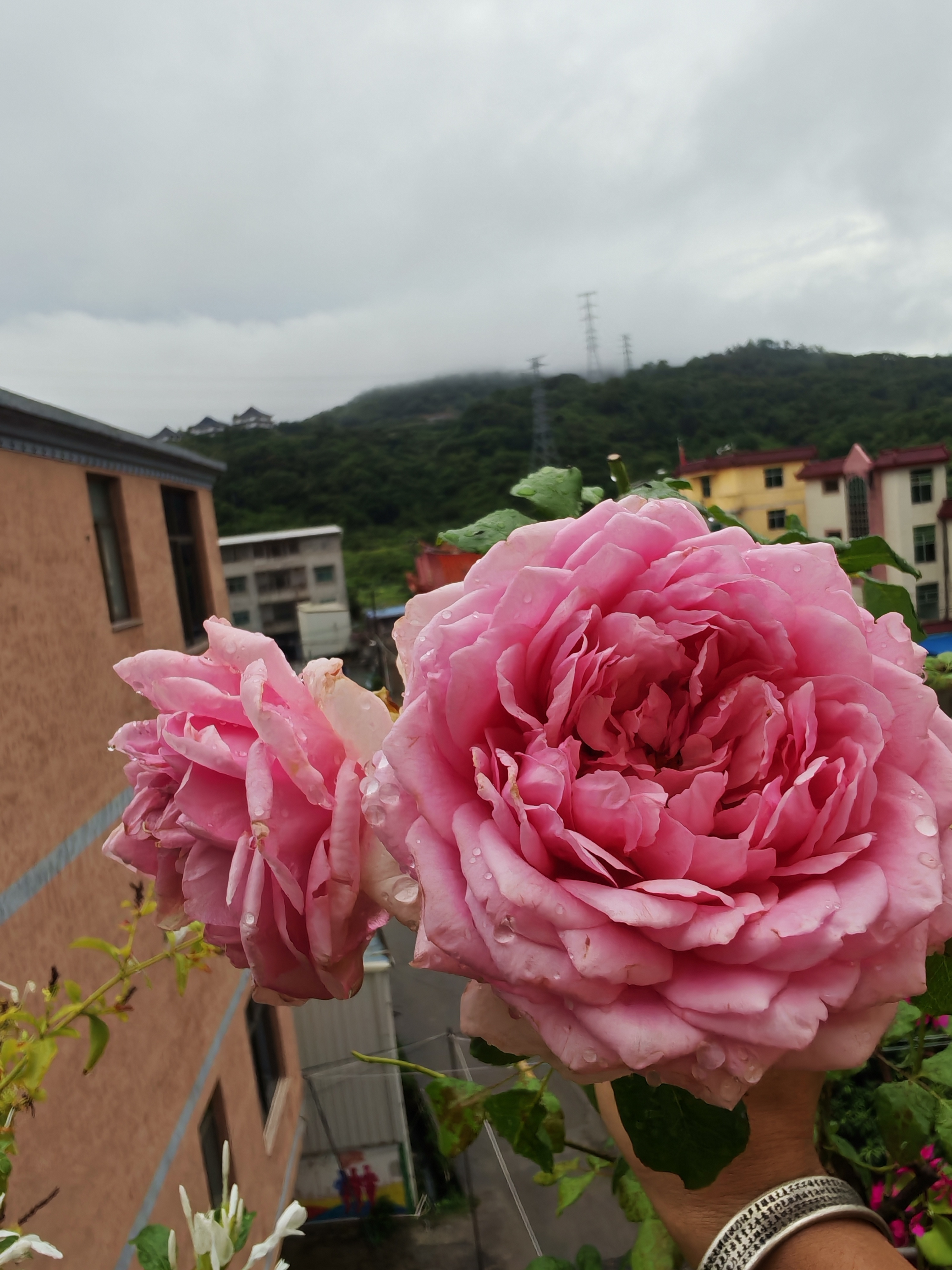 雨水把我的花浇的。。。楠楠的种植日记