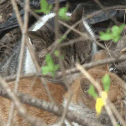 两只流浪猫的爱情故事让我落泪了！[流泪]一只猫咪拖着受伤的双腿前行，它艰难地爬回