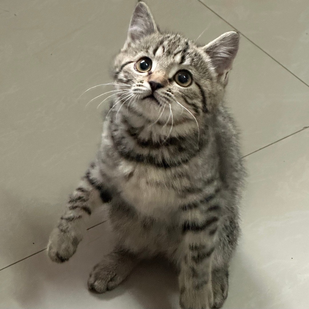 我宣布  小狸花就是绝世萌物 