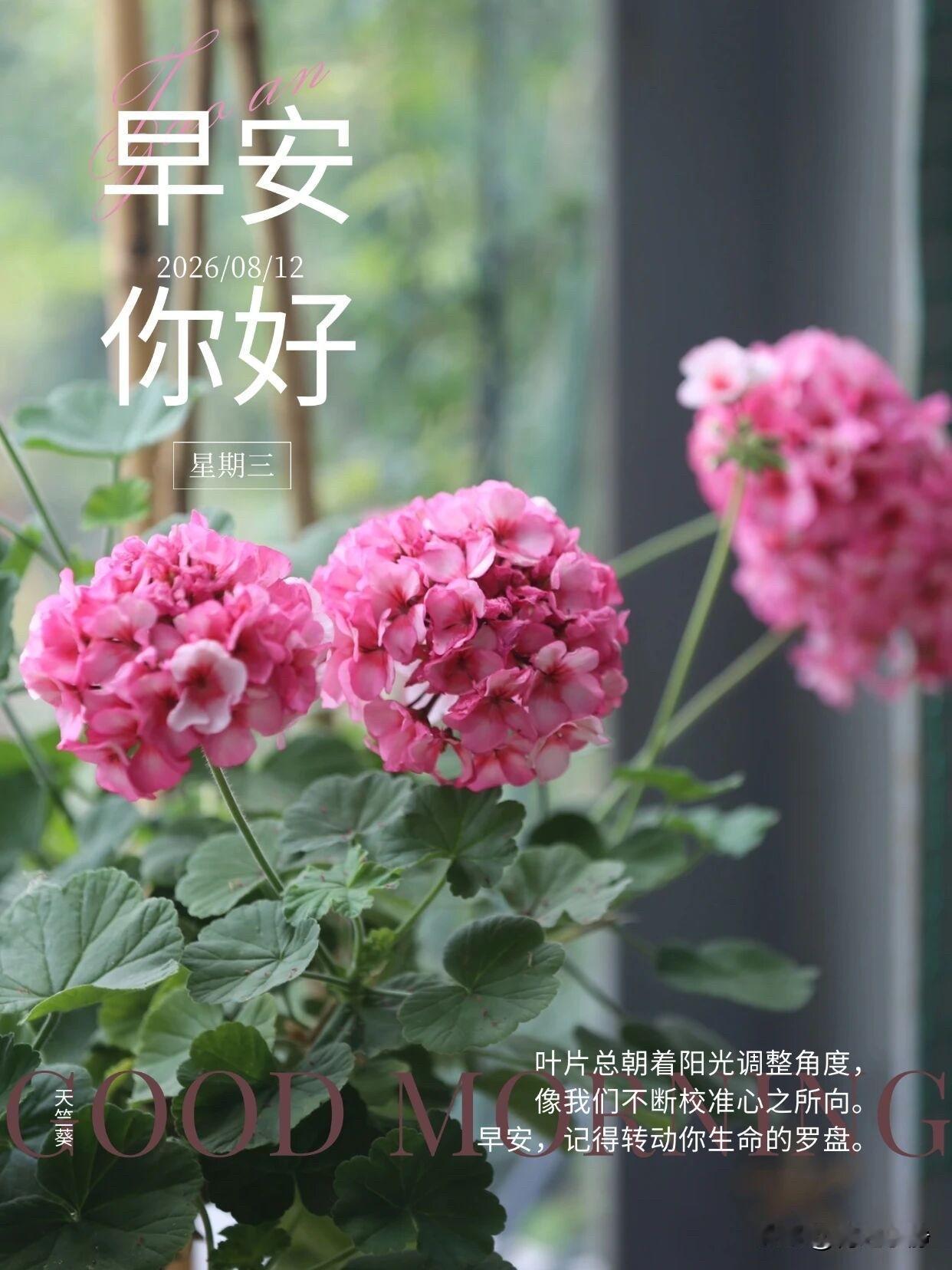 🌼²⁰²⁶/₀₈.₁₂ᵕ̈周三｜浅秋清凉🍂☕️
🍃𝐆𝐨𝐨𝐝 𝐌?