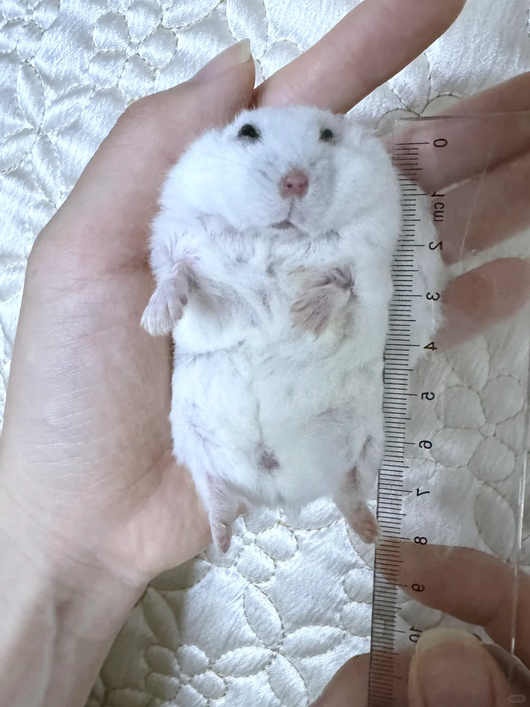 好焦虑，宝宝已经1岁了，身高才8cm