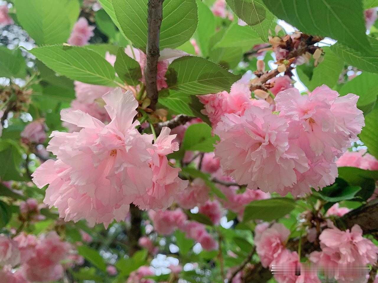 #展示一张美丽的春天风光#