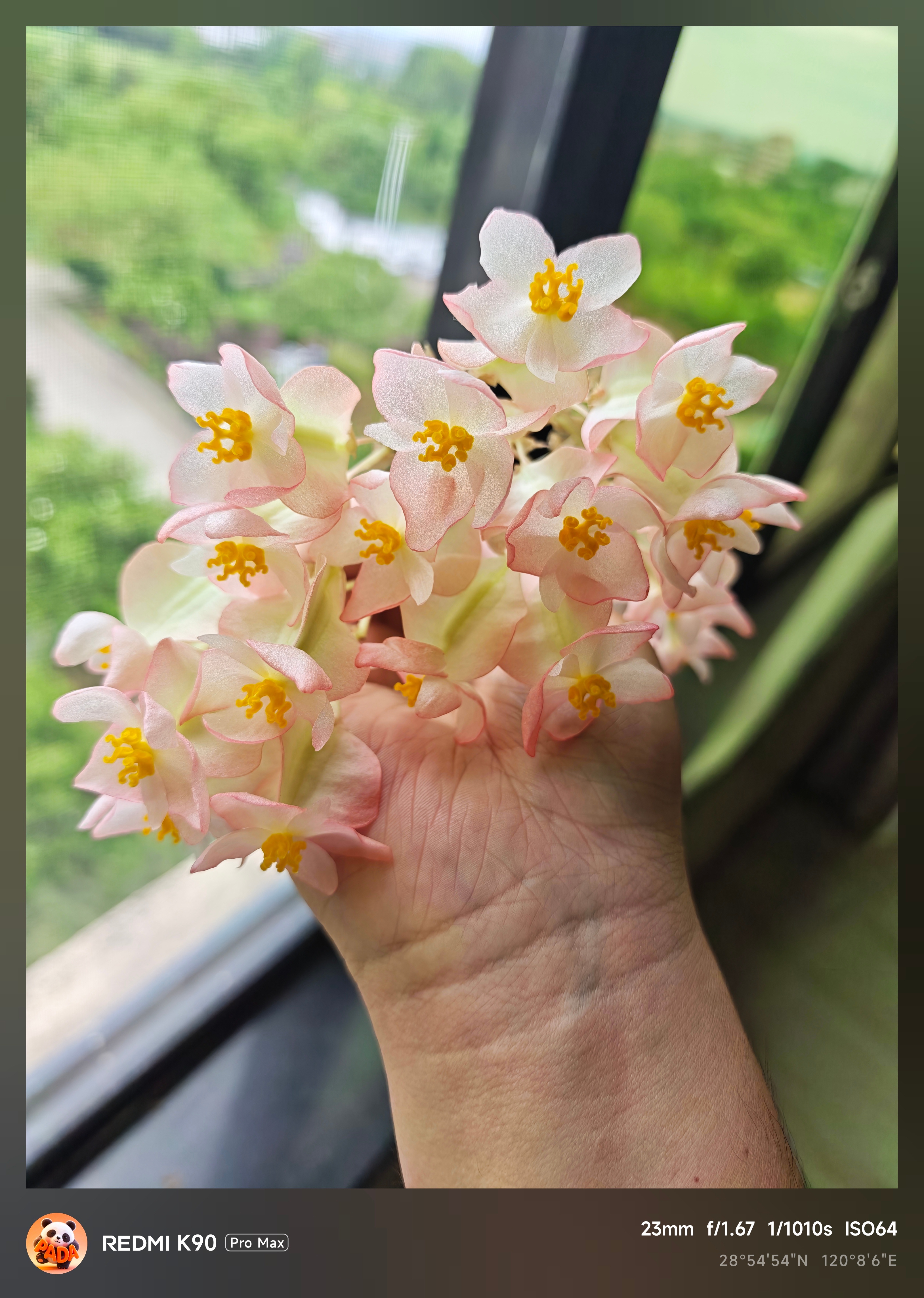 浙江入梅了，这个雨下的我的秋海棠被我一整串花剪下来了感觉还挺好看，表面有一层反光