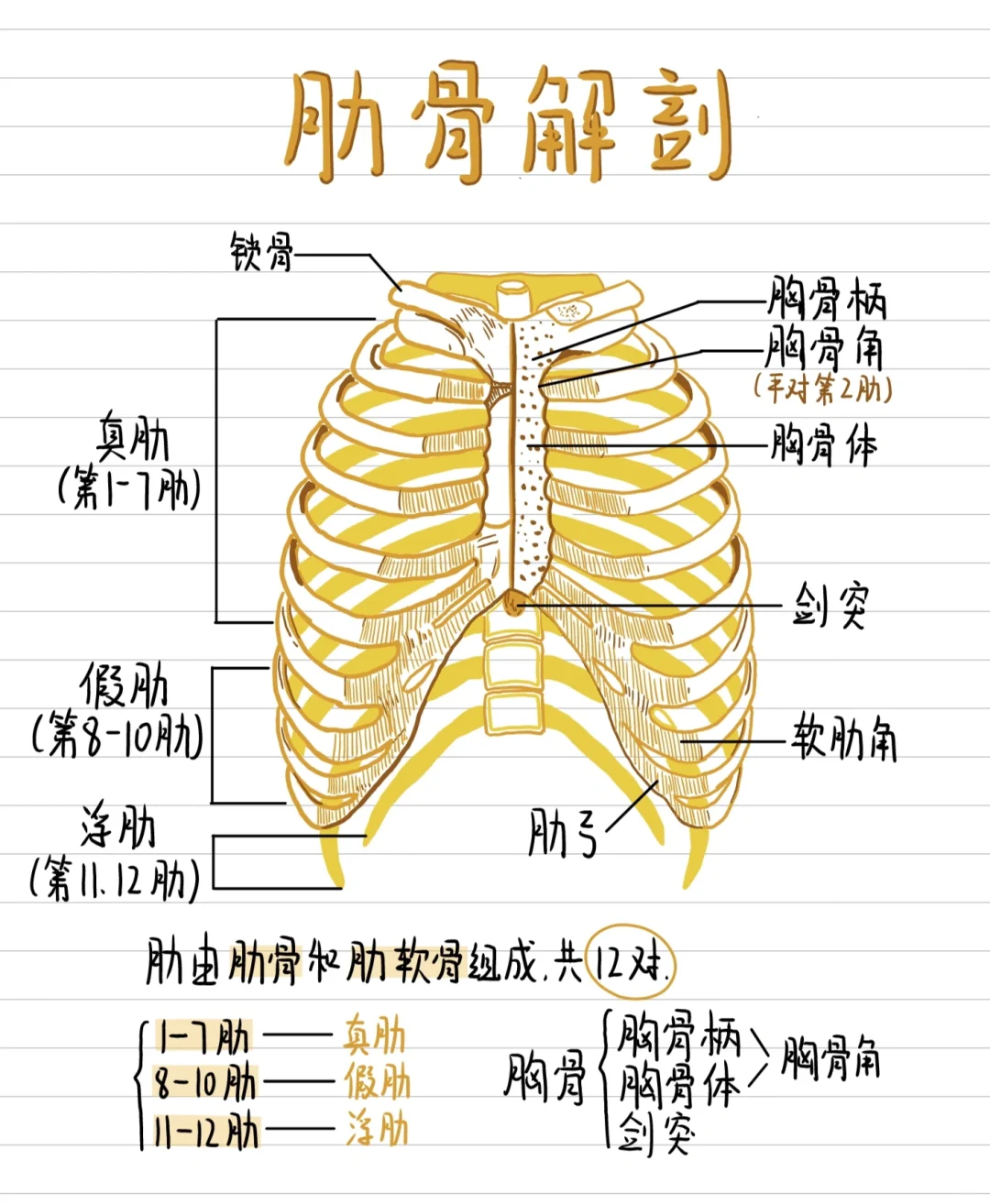 医学插画🎨-肋骨有多少根?🤔