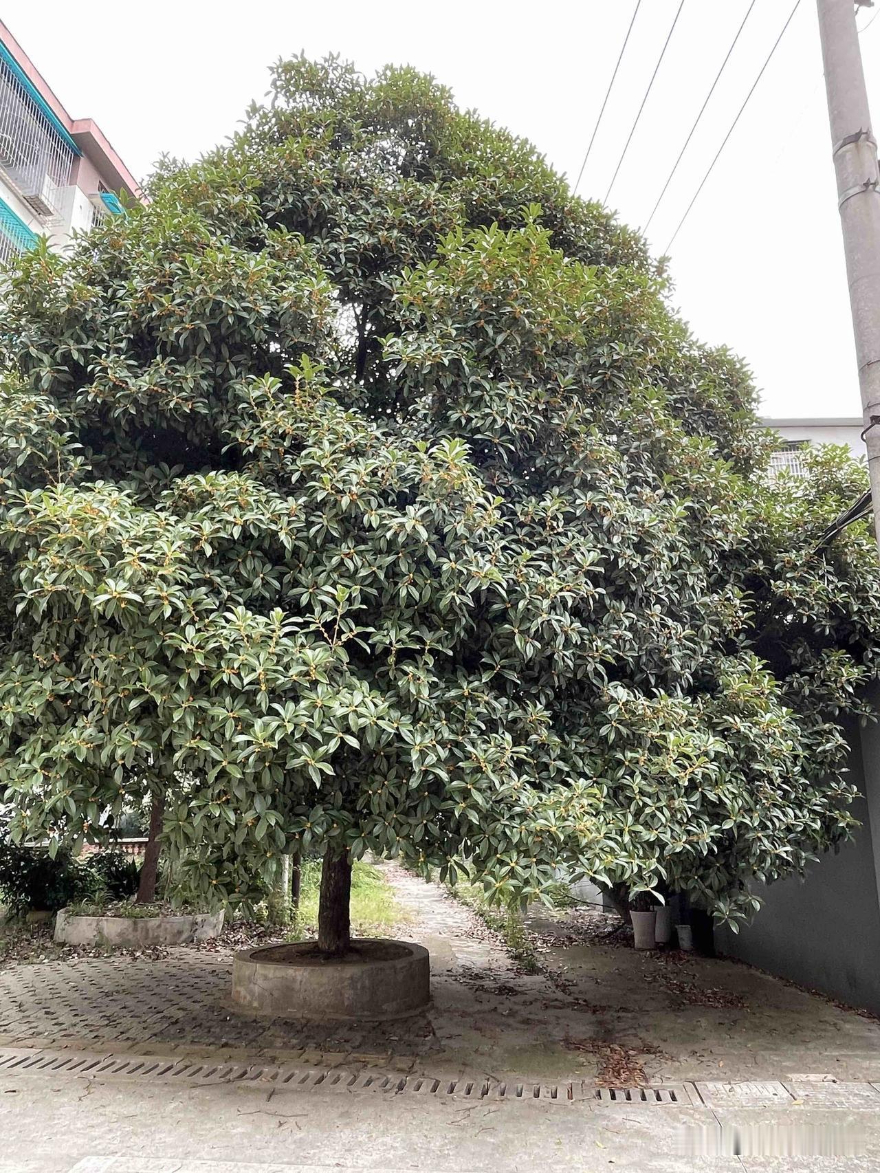 你们那的桂花开了吗？又到了一年桂花开的季节，不管是金桂还是银桂，都开得那么漂亮，