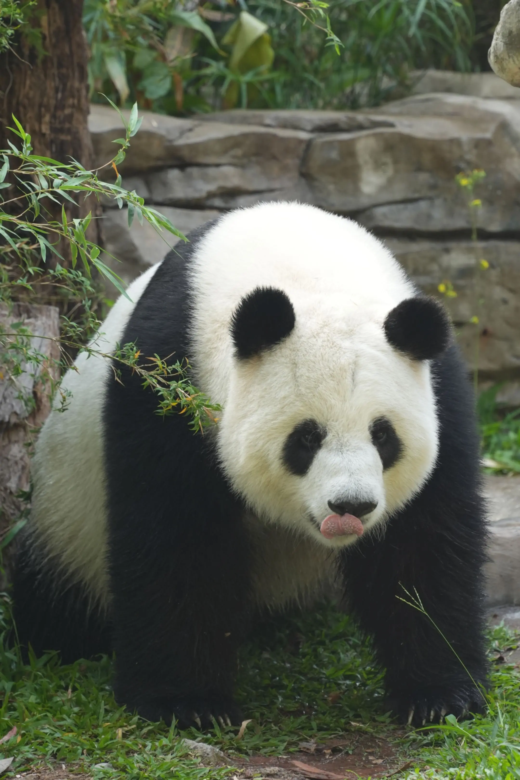 雅一永远是我的白月光啊。（想拍下不同状态的它。）